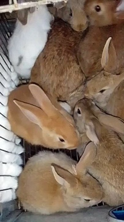 Cute Rabbits Funny