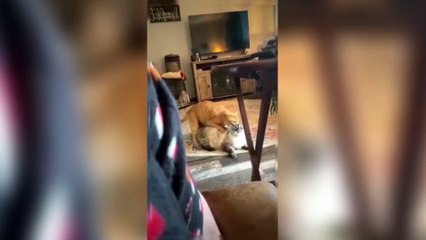 The Ultimate Cat Comedy Compilation  #Cat #Funny #Shorts