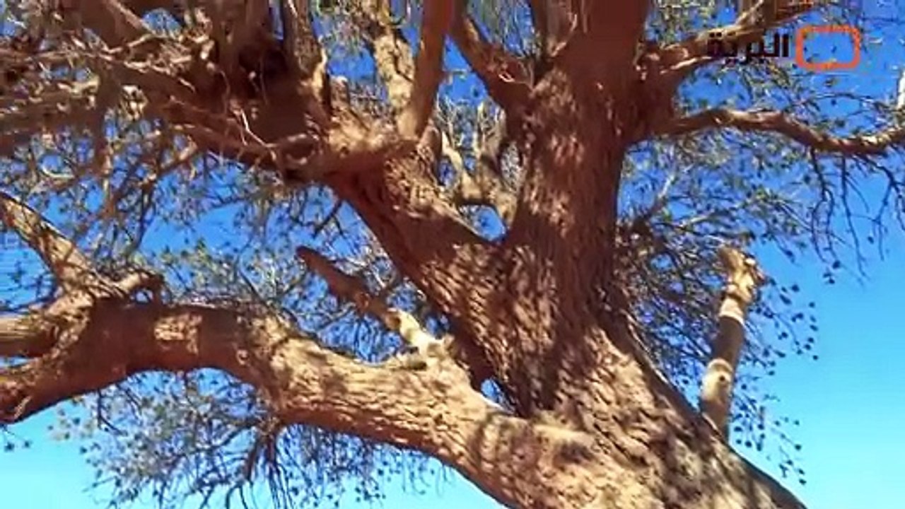 tiger atlsi نمر الاطلس براري الجزائر