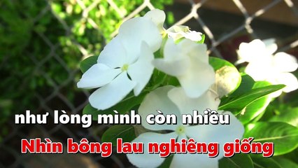 Hoa Cỏ Lau Rumba - Thúy Loan cover