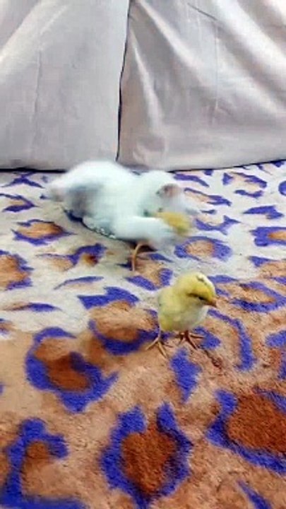 Funny cat 