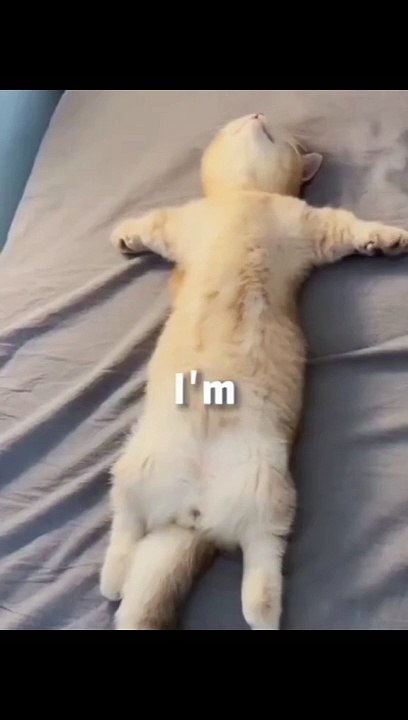 Fanny Cats video