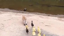 Cat and  ducks Fanny vidéo
