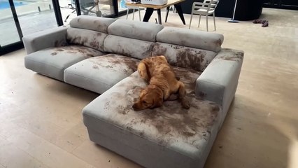 Dog Makes a Muddy Mess on the Couch