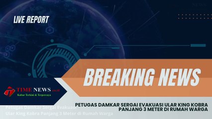 Petugas Damkar Sergai Evakuasi Ular King Kobra Panjang 3 Meter di Rumah Warga