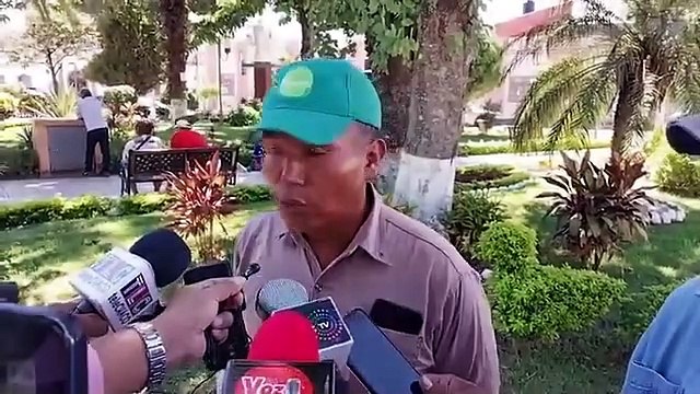 Plaga de langostas invade sembradíos de maíz en Yacuiba