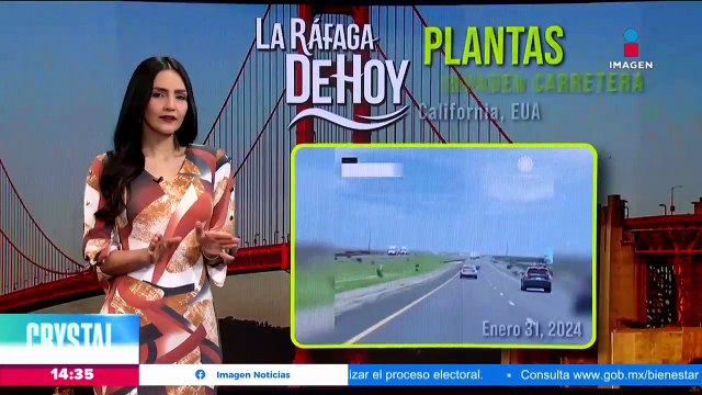 Plantas invaden carretera en California, Estados Unidos