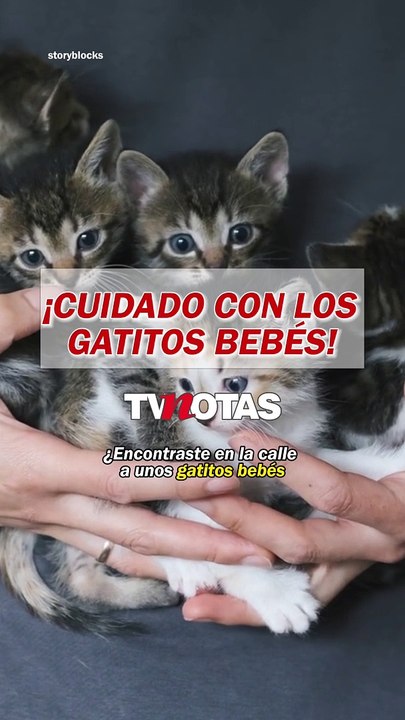 ¡Cuidado con los gatitos bebés!