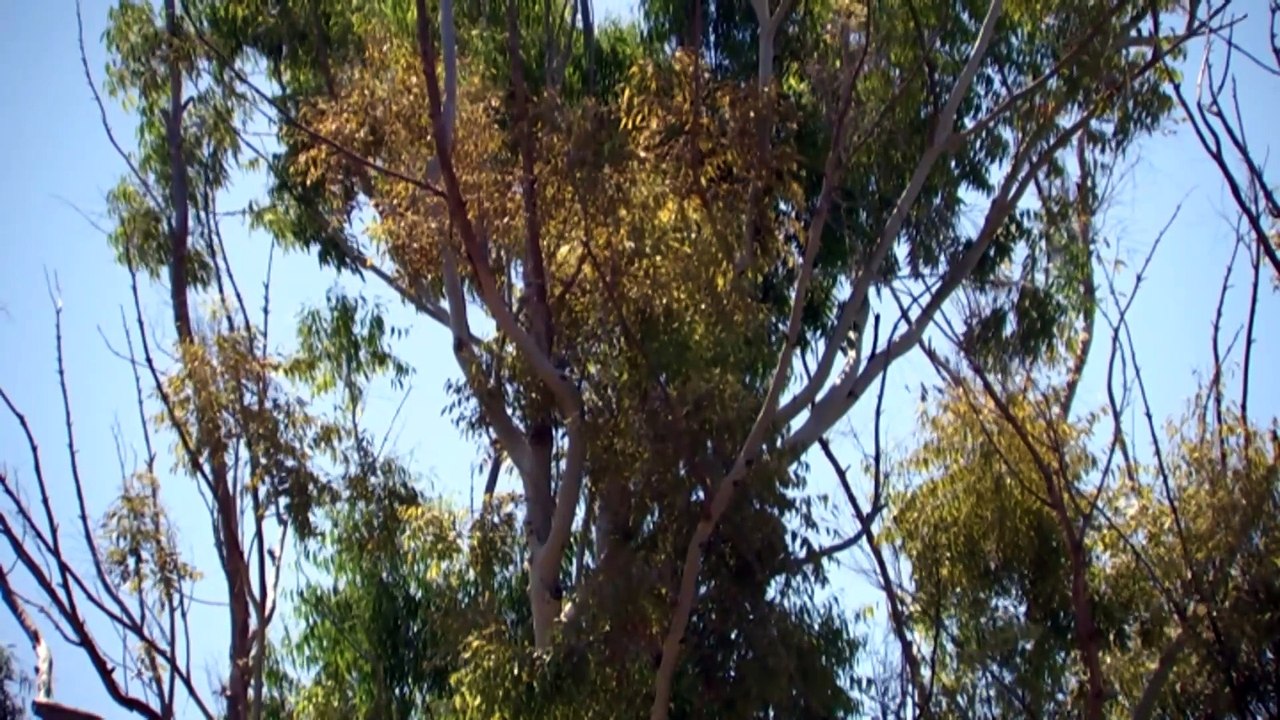 Council plan to save Perth trees to be rejected by WA minister despite community support