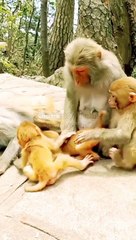 Honuman Viral Shorts, Shorts Video New, Bandar Shorts Video, Trending Video,#Anomalsvideo#Honumanshorts#Mankey#Wildanimal