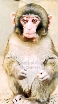 Funny Honuman Shorts, Honuman Shorts Video, Trending Video, Viral Video, Animals Shorts, Funny Animal's #Animalsshorts#Shortsvideo#Honumanshorts#Wildanimals