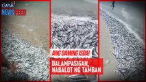 Dalampasigan, nabalot ng tamban | GMA Integrated Newsfeed