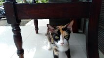 Kucing belang tiga