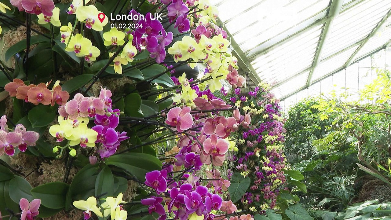 Lebendig, vielfältig, extrem selten: Orchideen in Madagaskar