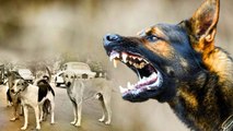 శంషాబాద్‍లో దారుణం.. Dogs Attacks On Boy | Telugu Oneindia