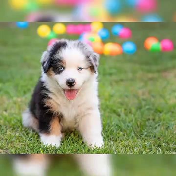 Australian Shepherd Puppies