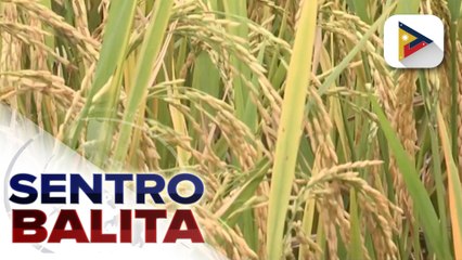 Produksyon ng palay, tumaas noong 2023 ayon sa DA;