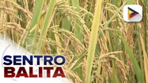 Produksyon ng palay, tumaas noong 2023 ayon sa DA;