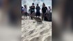 Florida: Six rehabilitated pelicans released back into wild at beach clean-up