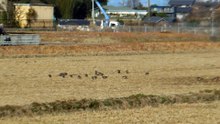 Duck Buffet in the Rice Fields of Japan
