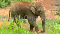 മയക്കുവെടി വയ്ക്കാൻ വനംവകുപ്പ്; മാനന്തവാടിയിൽ ഭീതിപരത്തി 'തണ്ണീർ'