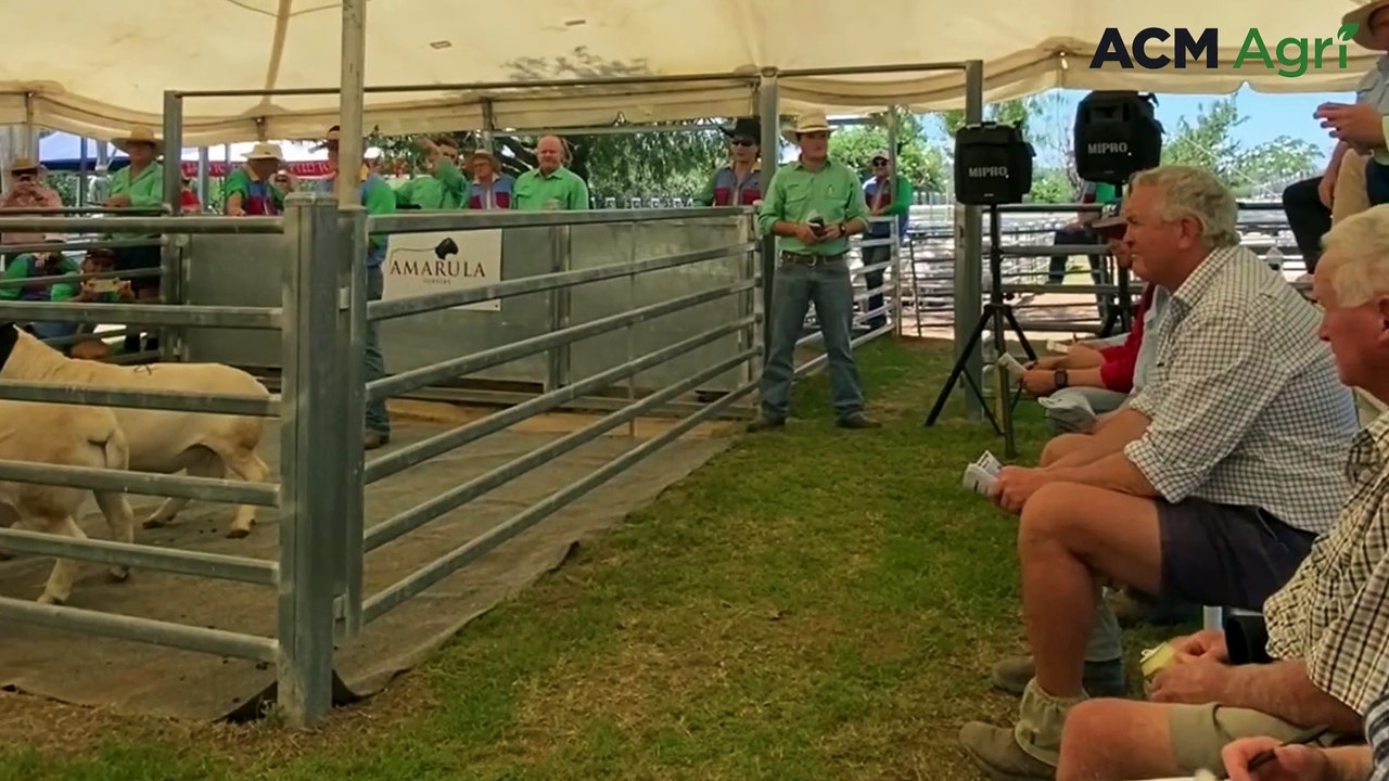 Hammer falls as Dorper ram sells for $50,000