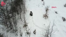 Kış uykusuna yatmayan ayı dron ile görüntülendi