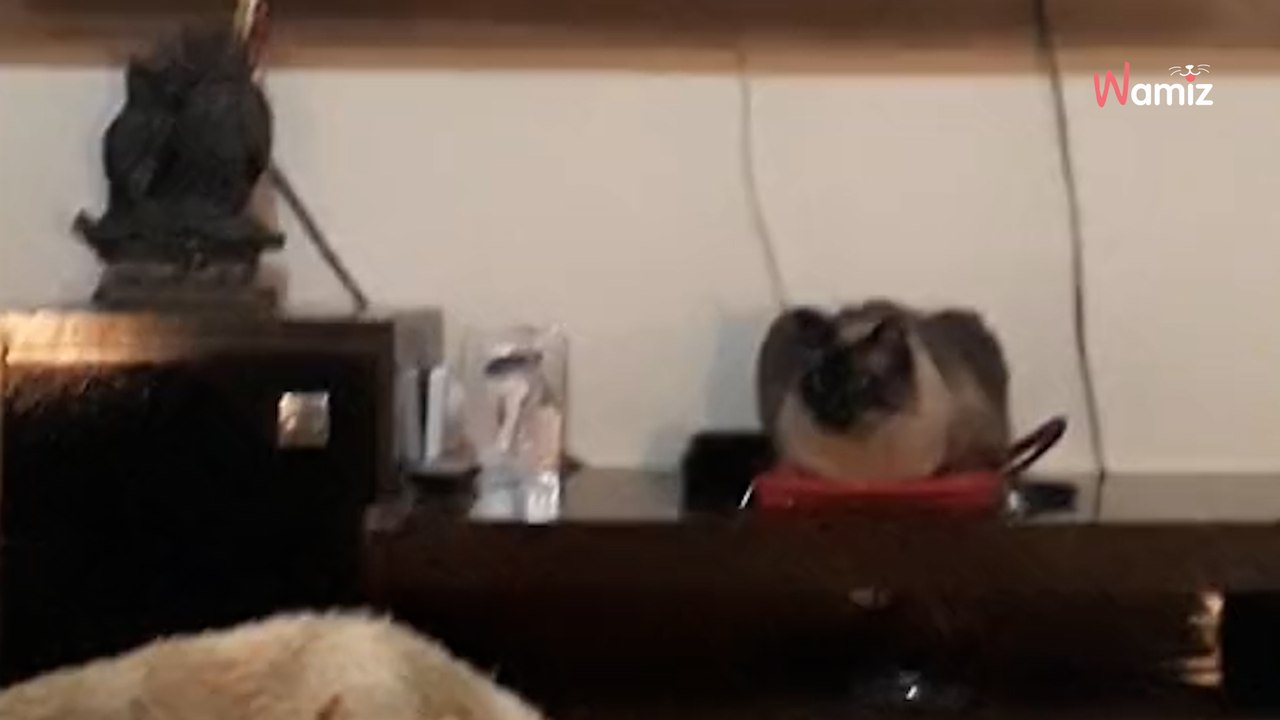 Le réveil sonne mais elle se rendort automatiquement : son chat n'est absolument pas innocent (vidéo)