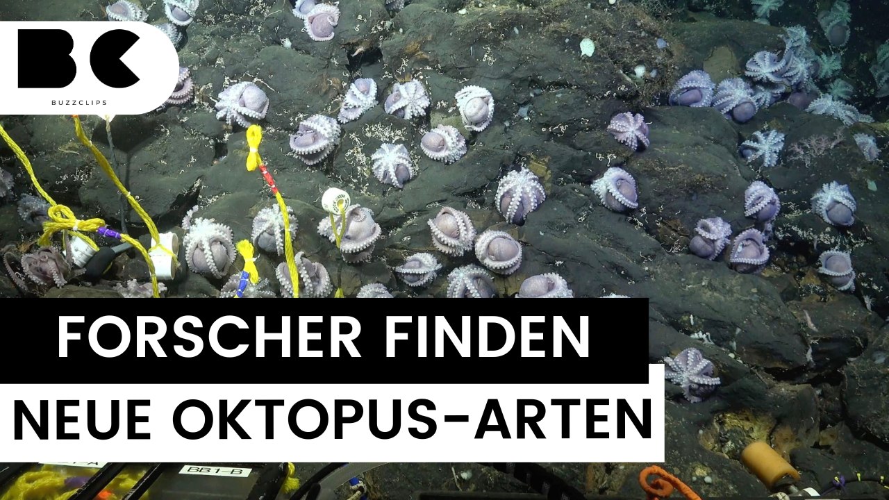 Forscher entdecken zahlreiche unbekannte Oktopus Arten