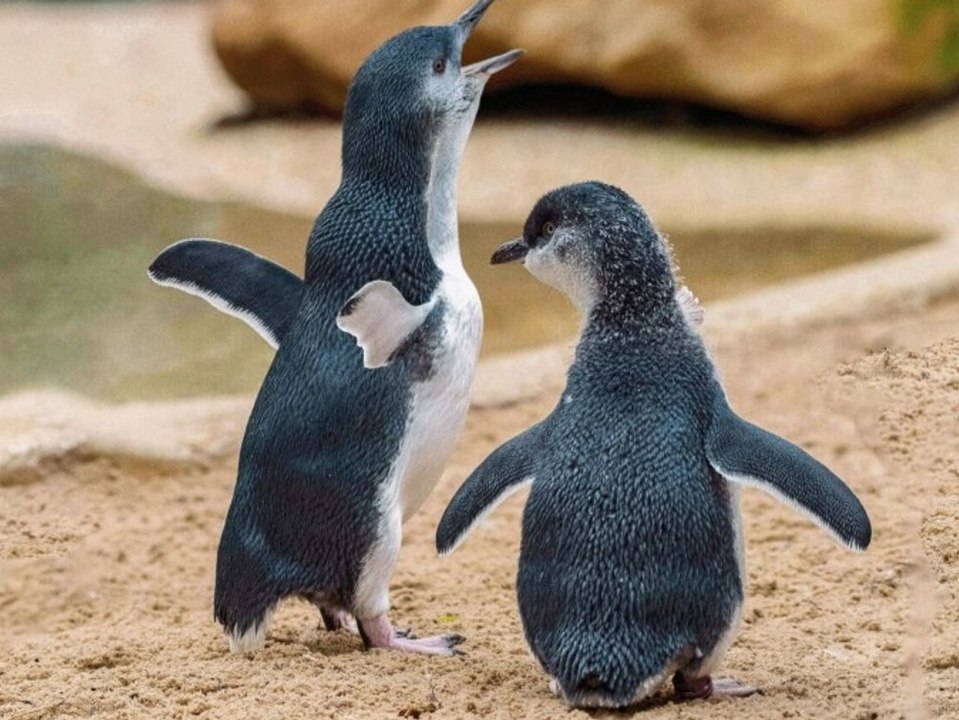 Pinguine in Australien haben dank Klimawandel mehr Sex