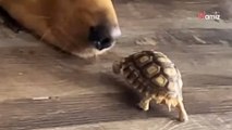 La tortue lance un défi au toutou : le temps semble se figer devant cette scène improbable (vidéo)