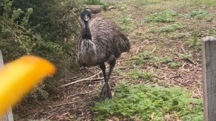 Woman panics after getting Exhibit A of why one shouldn't hand-feed the Australian wildlife