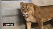 Three lions rescued from war-torn Ukraine
