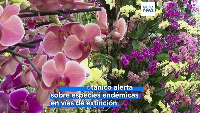 Londres reúne miles de orquídeas de Madagascar en vías de extinción