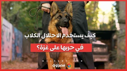 كيف يستخدم الاحتلال "الكلاب" في حربها على غزة؟