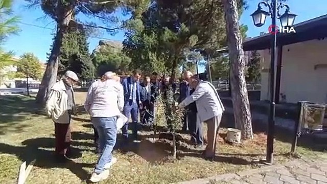 Çorum'da ilgi arttı, yoğun talep görüyor: Birçok bölgede dikimi yapılıyor!