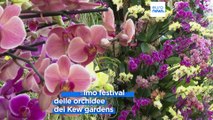 A Londra l'annuale festival delle orchidee dei Kew gardens: cinquemila esemplari dal Madagascar