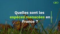 Quelles sont les espèces menacées en France ?