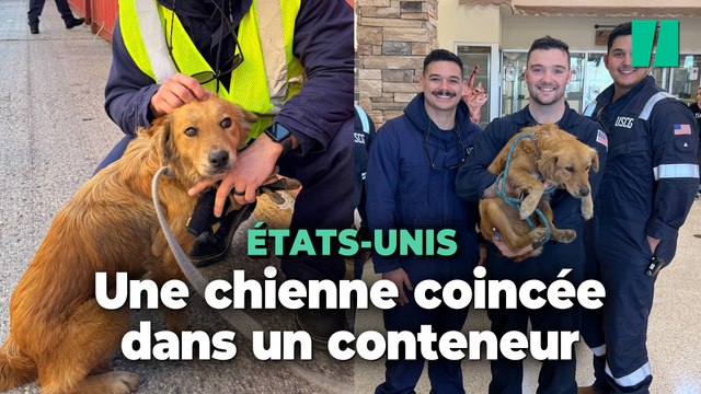 Le sauvetage de cette chienne, coincée depuis une semaine dans un conteneur au Texas, a ému les internautes