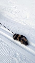 Dog Doesn't Want To Walk