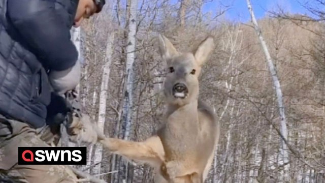 Good samaritan rescues roe deer from wire hunting trap