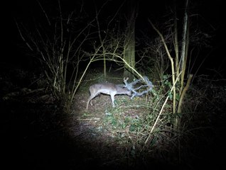 See the moment a trapped deer runs free after getting caught in mesh fencing near Ipswich