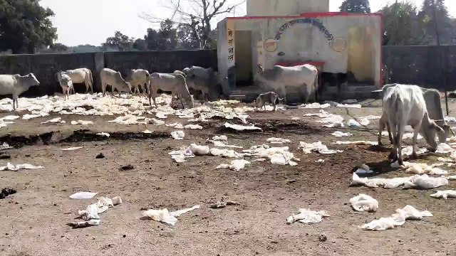 More than 100 cows die in a month due to cold and polythene