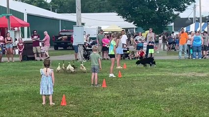 Border Collie Expertly Herds Ducks