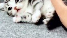 Oops!_Bro,_are_you_okay._._._._#cat_#kitty_#kitten_#catlover_#catsofinstagram_#instagram_#fyp_#catreels_#cutecat_#funnycats_#catvideo