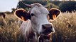 Convert AI-generated serene cows in golden-hour fields
