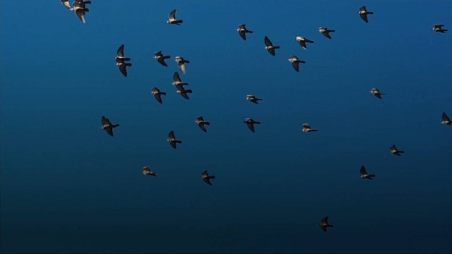 Researchers Say Endangered Birds May Hold the Secret to Surviving Climate Change