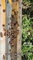 Roma: caldo anomalo a gennaio, le api già raccolgano il polline: ecco il video straordinario