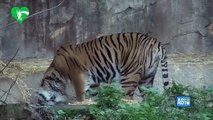 Roma, al Bioparco nasce una cucciola di tigre di Sumatra
