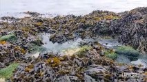 Spagna, milioni di pellet di plastica sulle coste della Galizia